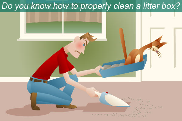 how to properly clean a litter box