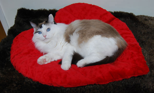 Find the Heart Bed at PurrfectPost.com